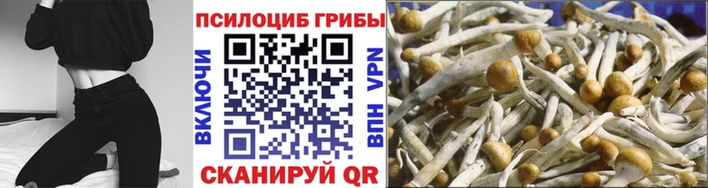Псилоцибиновые грибы Cubensis  дарнет шоп  Приморск 